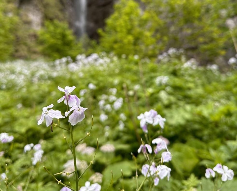 zeitraum goes nature